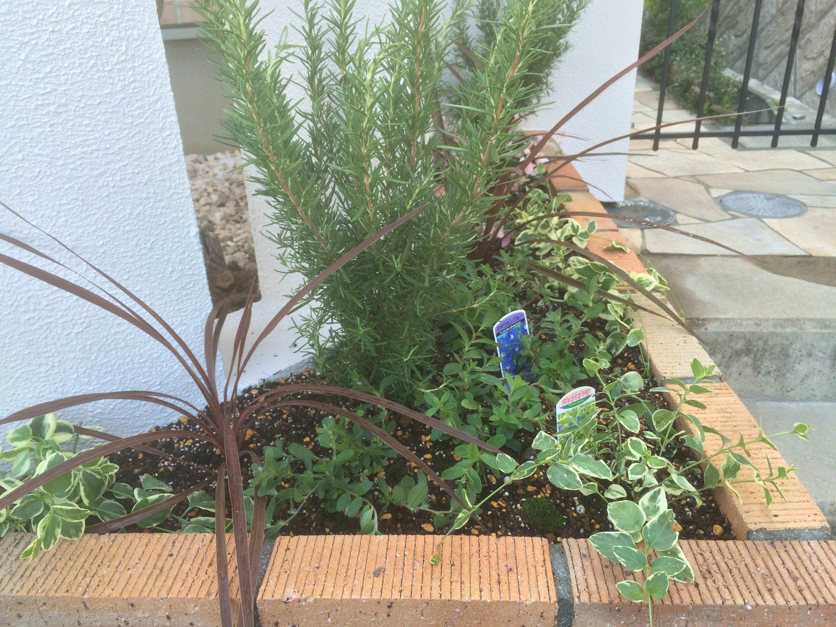 オリーブの足元の花壇 カザミドリ