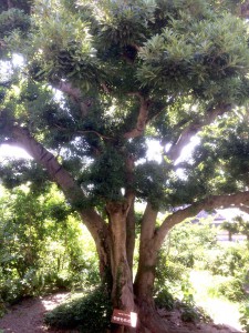 伊豆高原駅のヤマモモの木