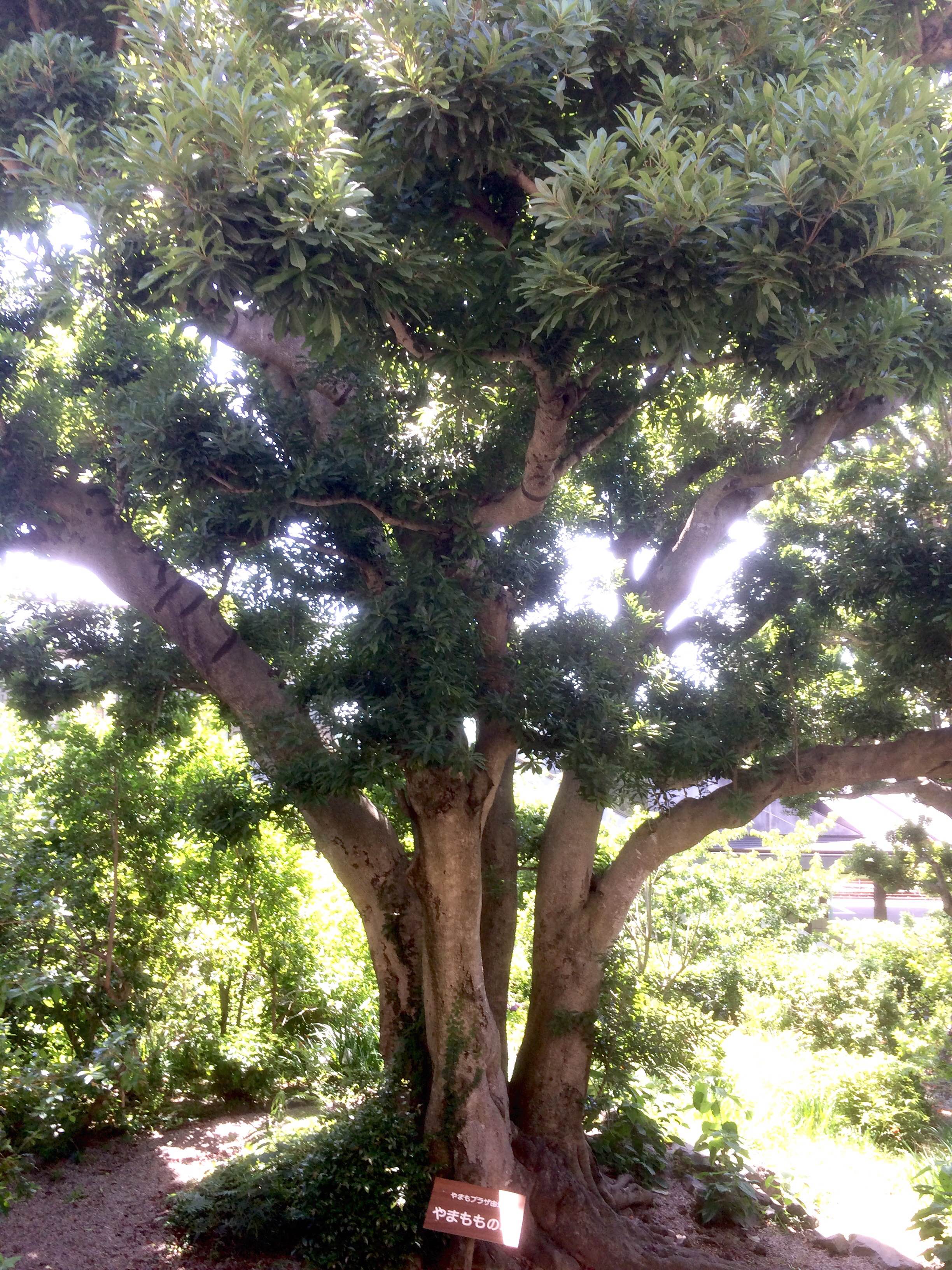 伊豆高原のヤマモモの木 カザミドリ