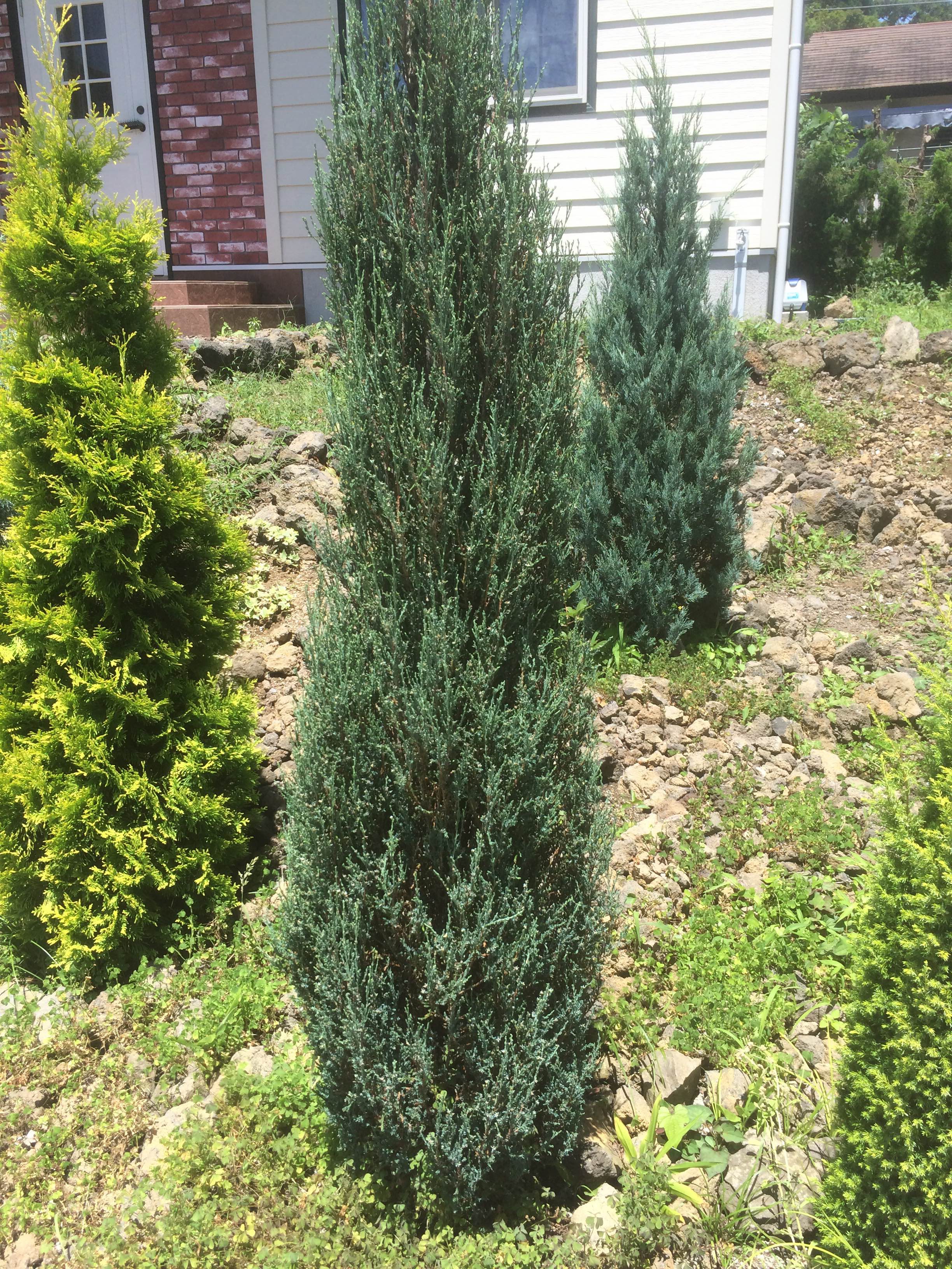 コニファー ブルーヘブン Juniperus Scopulorum Blue Heaven カザミドリ