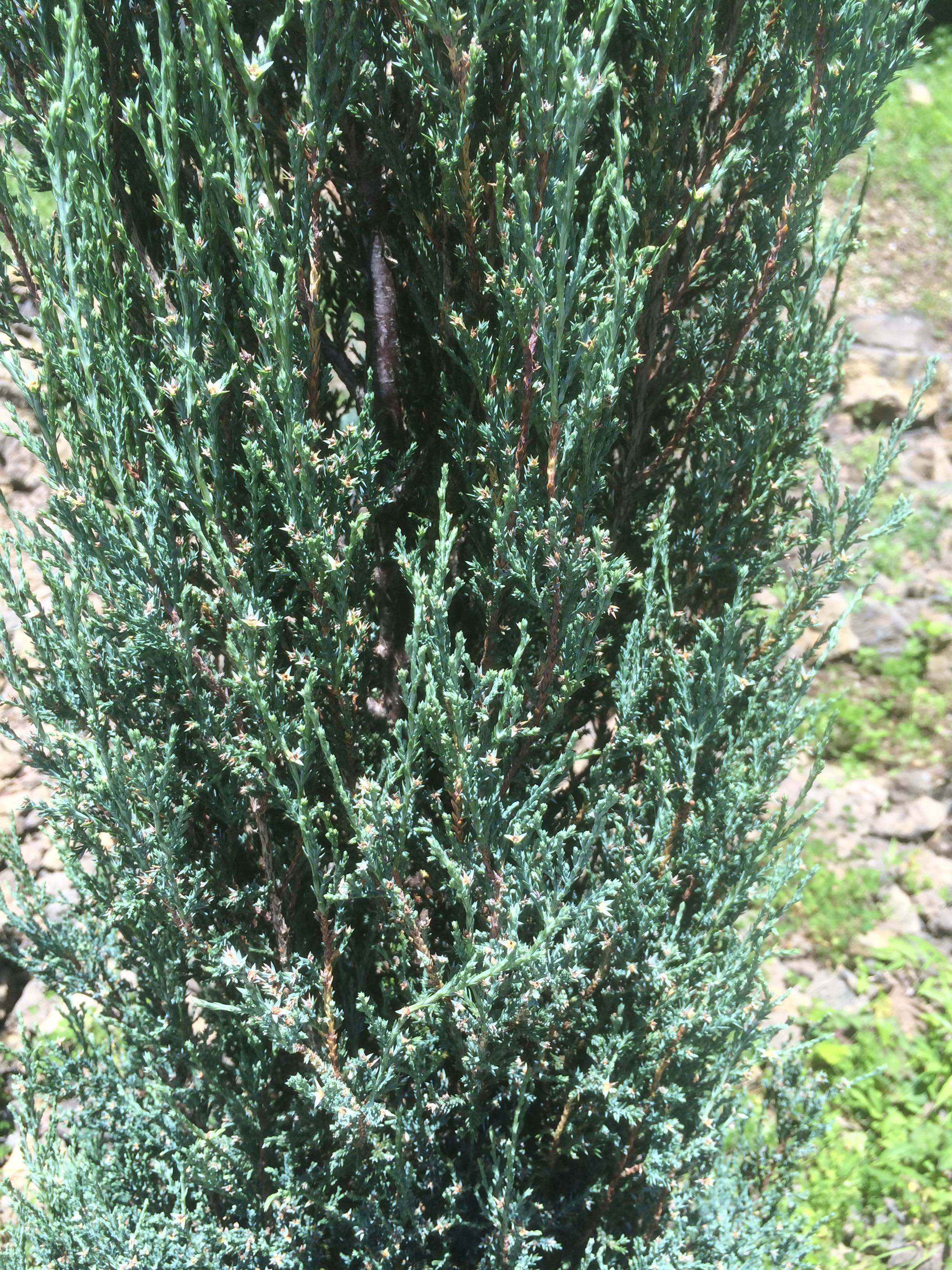 コニファー ブルーヘブン Juniperus Scopulorum Blue Heaven カザミドリ
